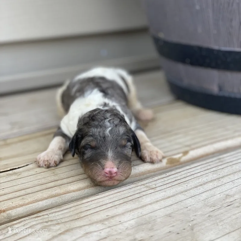 Rocky – Poodle - Multi-Colored Standard, Poodle - Standard  puppy for sale in Forrest, IL