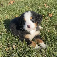 Bernese Mtn Dog Puppies Expected, a  Bernese Mountain Dog for sale in Forrest, IL – 5 of 10
