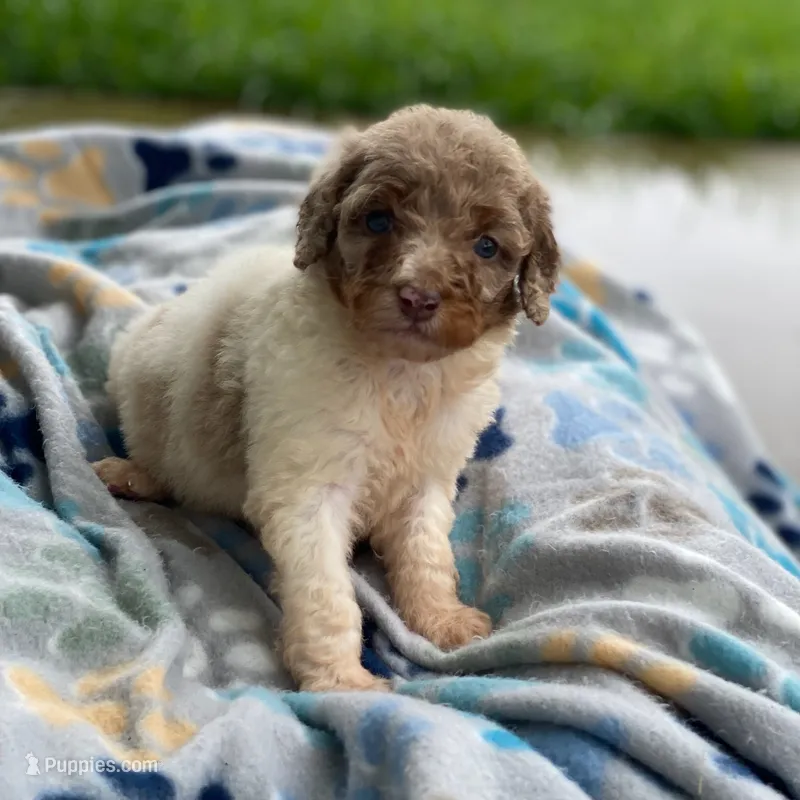 Snickers – Poodle - Multi-Colored Standard, Poodle - Standard  puppy for sale in Forrest, IL