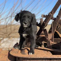 Bella, a female Golden Mountain Dog for sale in Forrest, IL – Photo 5 of 10