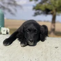 Bella, a female Golden Mountain Dog for sale in Forrest, IL – Photo 2 of 10