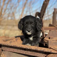 Bella, a female Golden Mountain Dog for sale in Forrest, IL – Photo 6 of 10