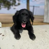 Bella, a female Golden Mountain Dog for sale in Forrest, IL – Photo 4 of 10