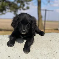 Bella, a female Golden Mountain Dog for sale in Forrest, IL – Photo 3 of 10