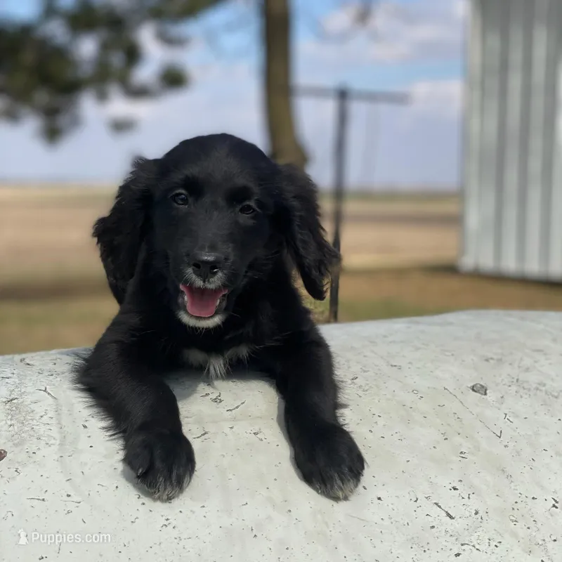 Bella – Golden Mountain Dog puppy for sale in Forrest, IL