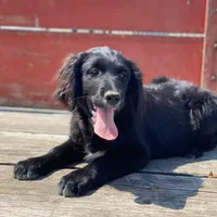 Bella, a female Golden Mountain Dog for sale in Forrest, IL – 2 of 3