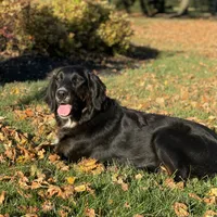 Bella, a female Golden Mountain Dog for sale in Forrest, IL – Photo 10 of 10