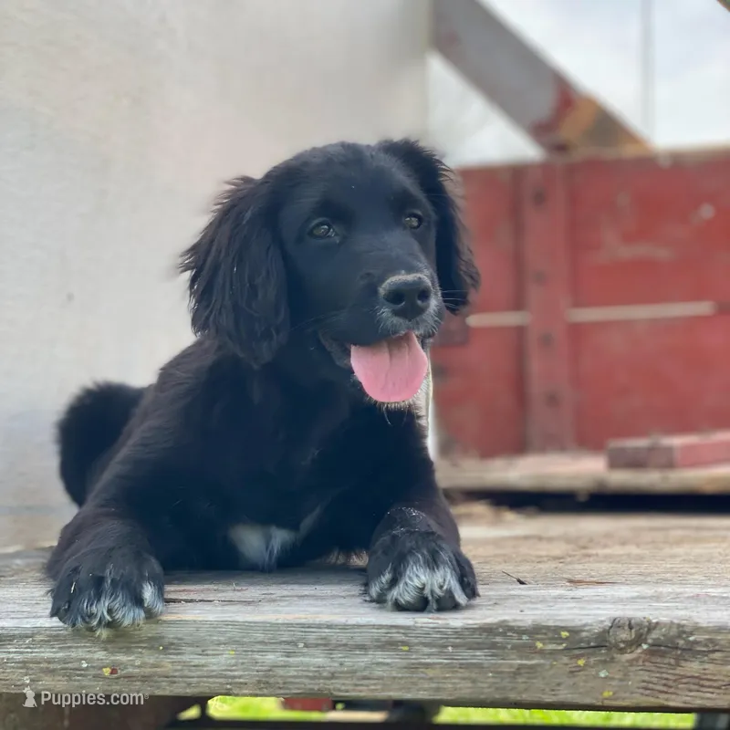 Bella – Golden Mountain Dog puppy for sale in Forrest, IL