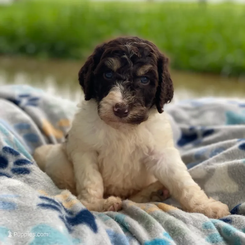 Milo – Poodle - Multi-Colored Standard puppy for sale in Forrest, IL