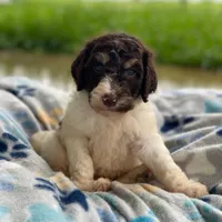 Milo, a male Poodle - Multi-Colored Standard for sale in Forrest, IL – 1 of 4