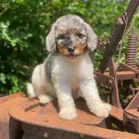 Steel, a male Poodle - Multi-Colored Standard and Poodle - Standard  for sale in Forrest, IL – 2 of 9