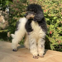 Trixy, a female Poodle - Standard  for sale in Forrest, IL – 4 of 7