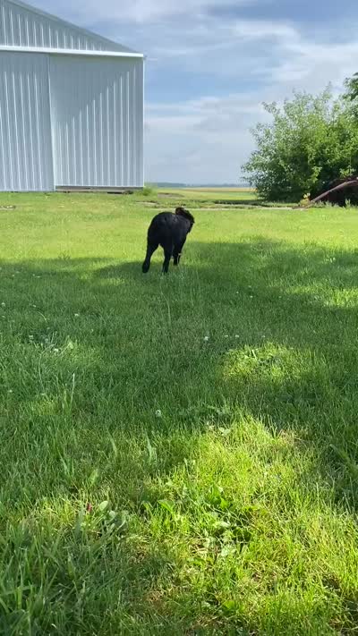 Bella, a female Golden Mountain Dog for sale in Forrest, IL – 9 of 9