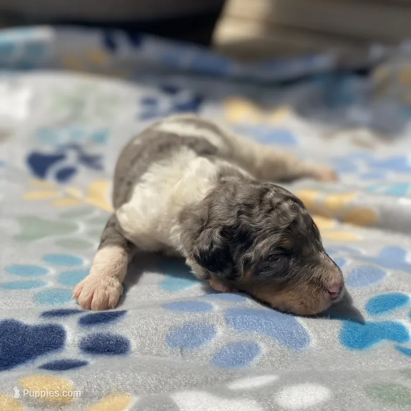 Rocky – Poodle - Multi-Colored Standard puppy for sale in Forrest, IL