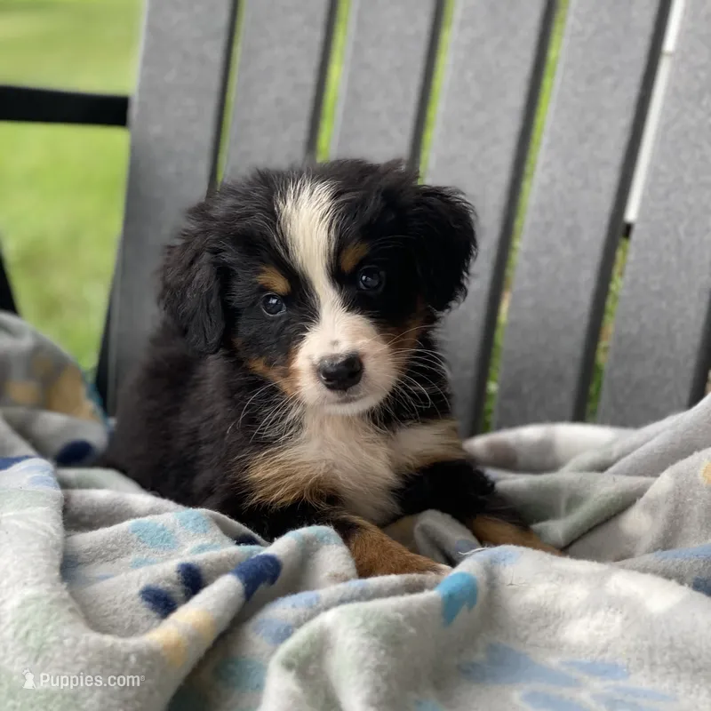 Yellow Boy – Bernese Mountain Dog puppy for sale in Forrest, IL