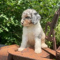 Storm, a male Poodle - Multi-Colored Standard for sale in Forrest, IL – 7 of 10