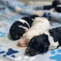 Polaris, a male Poodle - Multi-Colored Standard and Poodle - Standard  for sale in Forrest, IL – 1 of 5