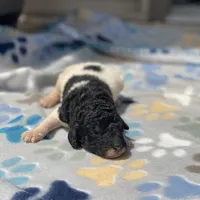 Trixy, a female Poodle - Standard  for sale in Forrest, IL – 4 of 9