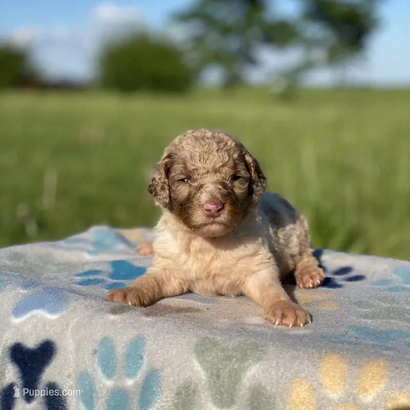 Snickers – Poodle - Multi-Colored Standard, Poodle - Standard  puppy for sale in Forrest, IL
