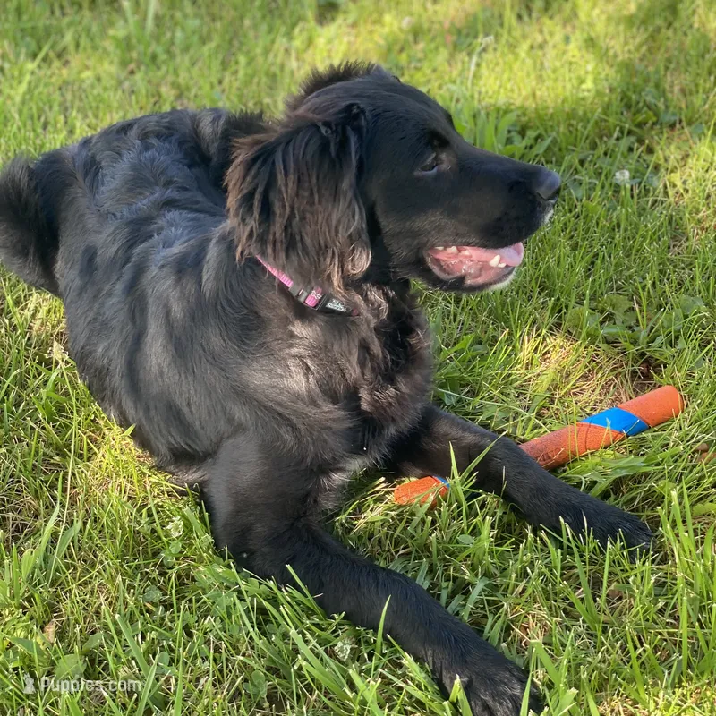 Bella – Golden Mountain Dog puppy for sale in Forrest, IL