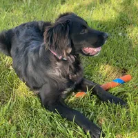 Bella, a female Golden Mountain Dog for sale in Forrest, IL – 1 of 9