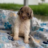 Maple, a female Poodle - Multi-Colored Standard and Poodle - Standard  for sale in Forrest, IL – 7 of 8