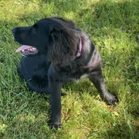 Bella, a female Golden Mountain Dog for sale in Forrest, IL – 5 of 9