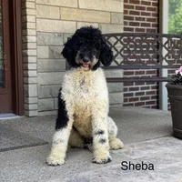 Aspen, a female Poodle - Multi-Colored Standard and Poodle - Standard  for sale in Forrest, IL – 4 of 5