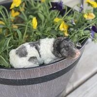Zoey, a female Poodle - Multi-Colored Standard and Poodle - Standard  for sale in Forrest, IL – 1 of 3