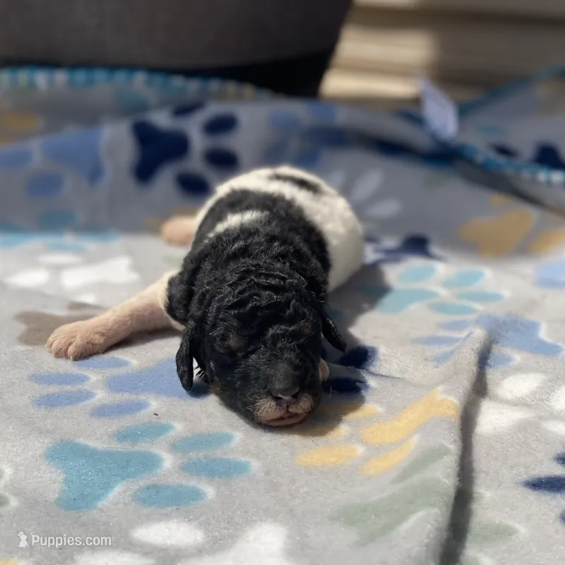 Trixy – Poodle - Standard  puppy for sale in Forrest, IL