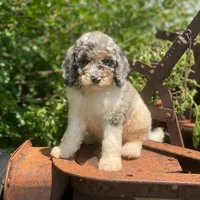 Storm, a male Poodle - Multi-Colored Standard for sale in Forrest, IL – 6 of 10