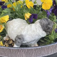 Archie, a male Poodle - Multi-Colored Standard and Poodle - Standard  for sale in Forrest, IL – 5 of 5
