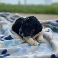 Nova, a female Poodle - Multi-Colored Standard and Poodle - Standard  for sale in Forrest, IL – 2 of 8