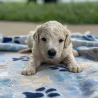 Luna, a female Poodle - Multi-Colored Standard for sale in Forrest, IL – 2 of 10