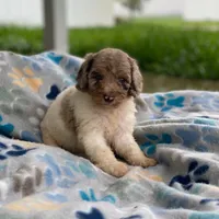 Maple, a female Poodle - Multi-Colored Standard and Poodle - Standard  for sale in Forrest, IL – 6 of 8