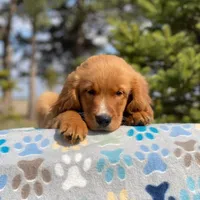 Charlie, a male Golden Irish and Golden Mountain Dog for sale in Forrest, IL – Photo 3 of 7