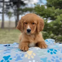 Charlie, a male Golden Irish and Golden Mountain Dog for sale in Forrest, IL – Photo 4 of 7