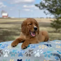 Charlie, a male Golden Irish and Golden Mountain Dog for sale in Forrest, IL – Photo 2 of 7