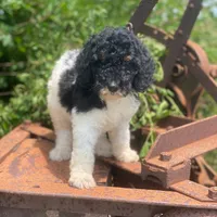 Trixy, a female Poodle - Standard  for sale in Forrest, IL – 2 of 6