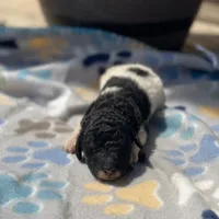 Trixy, a female Poodle - Standard  for sale in Forrest, IL – 3 of 9