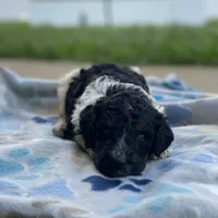 Polaris, a male Poodle - Multi-Colored Standard and Poodle - Standard  for sale in Forrest, IL – 1 of 8
