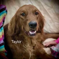 Max, a male Golden Irish and Golden Mountain Dog for sale in Forrest, IL – Photo 6 of 10