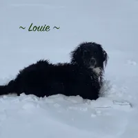 Max, a male Golden Irish and Golden Mountain Dog for sale in Forrest, IL – Photo 7 of 10