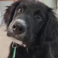 Max, a male Golden Irish and Golden Mountain Dog for sale in Forrest, IL – Photo 10 of 10