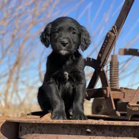 Max, a male Golden Irish and Golden Mountain Dog for sale in Forrest, IL – Photo 5 of 10