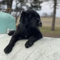 Max, a male Golden Irish and Golden Mountain Dog for sale in Forrest, IL – Photo 2 of 10