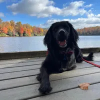 Max, a male Golden Irish and Golden Mountain Dog for sale in Forrest, IL – Photo 8 of 10