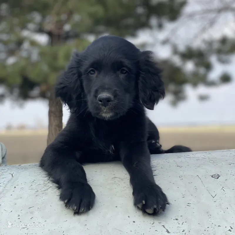 Max – Golden Irish, Golden Mountain Dog puppy for sale in Forrest, IL