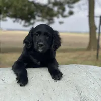 Max, a male Golden Irish and Golden Mountain Dog for sale in Forrest, IL – Photo 4 of 10