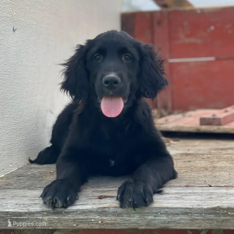 Max – Golden Mountain Dog puppy for sale in Forrest, IL